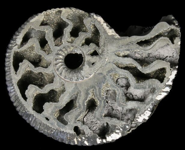 Pyritized Kosmoceras Ammonite Fossil - Sliced #38988